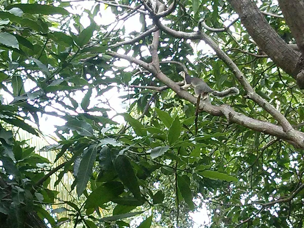 Green Earth Resort And Restaurant Dambulla Kültér fotó
